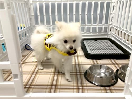 大阪で愛犬と泊まれる宿３ＤＫ／近隣コインパーキング有／民泊