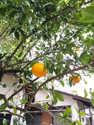 【犬・猫OK】ペットに優しい古民家みかんハウス/民泊