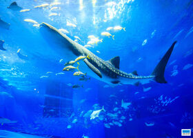 沖縄 美ら海水族館周辺ホテル特集