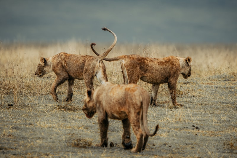 富士サファリパーク周辺ホテル特集